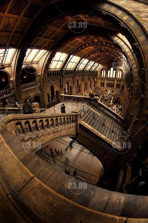 Лестница из британского музея естествознания